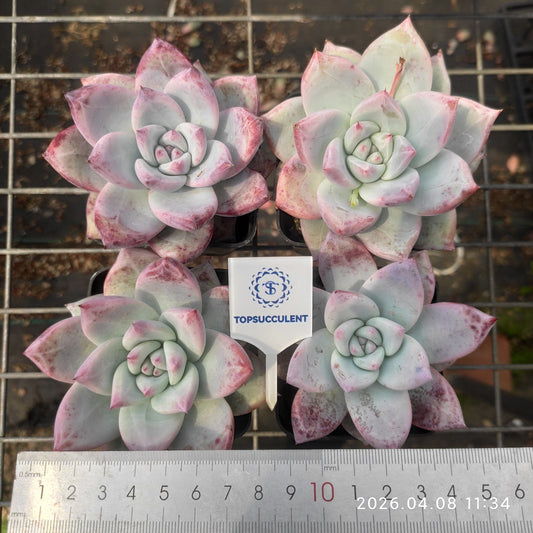 3617 Echeveria Polar Bear (7cm pot size)