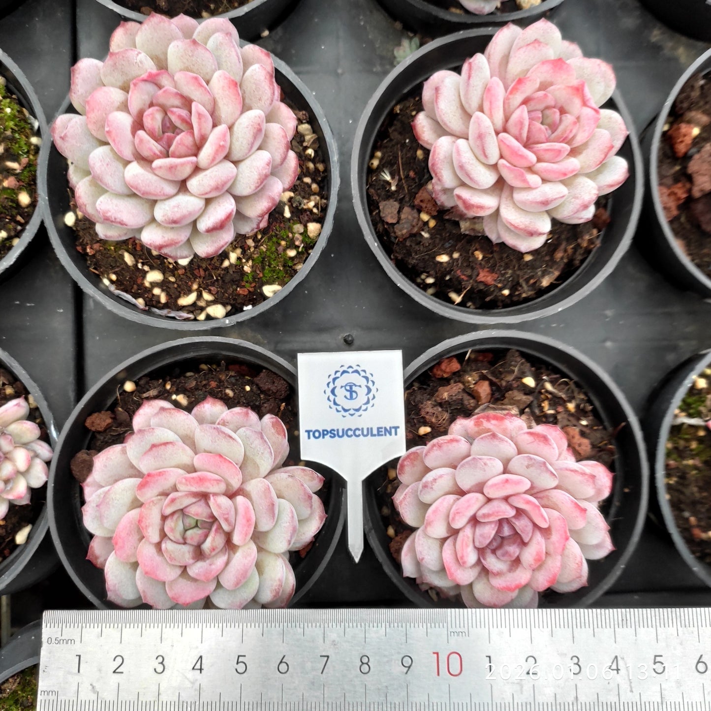 24361 Echeveria Lubin (9cm pot size)