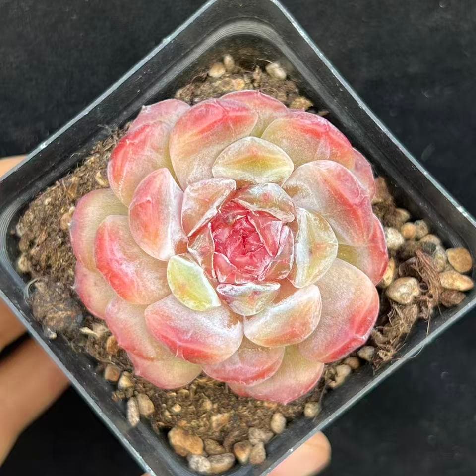 BL2038 Echeveria Dodo(7cm pot size)