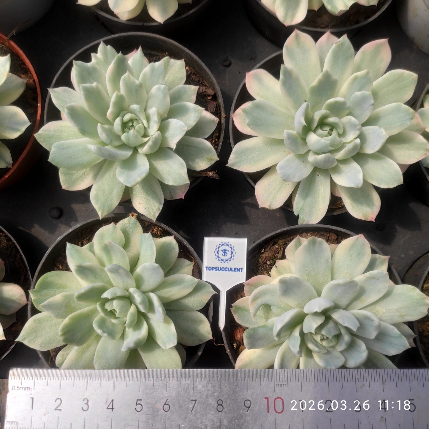 17286 Echeveria Berry Variegated (9cm pot size)