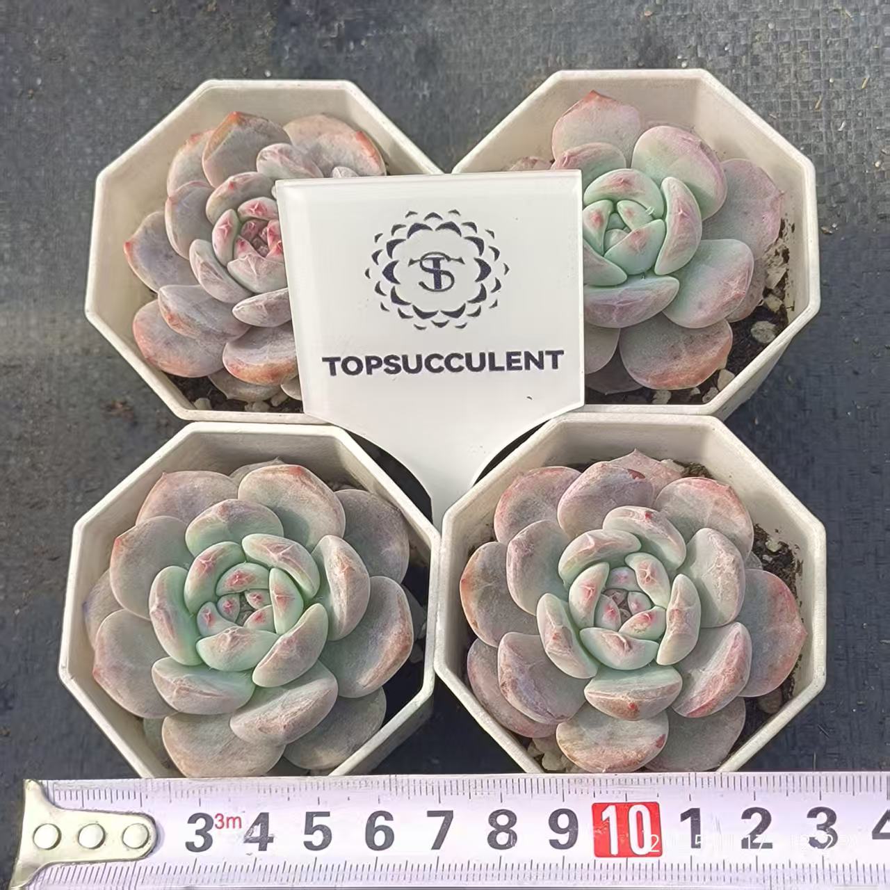 14407 Echeveria Orange Monroe (6.5cm pot size)