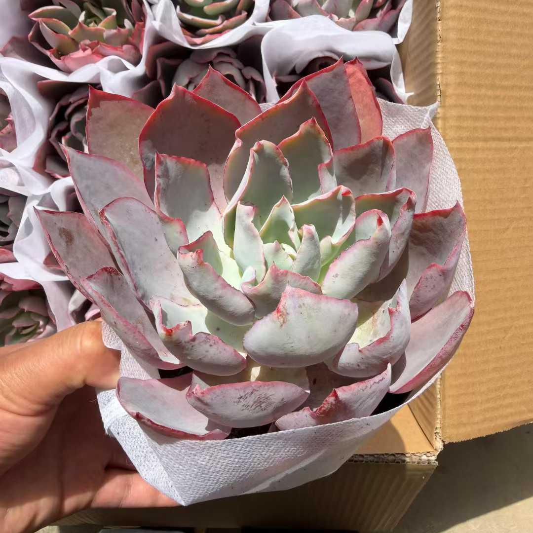 25782 Echeveria After Glow (14cm pot size)