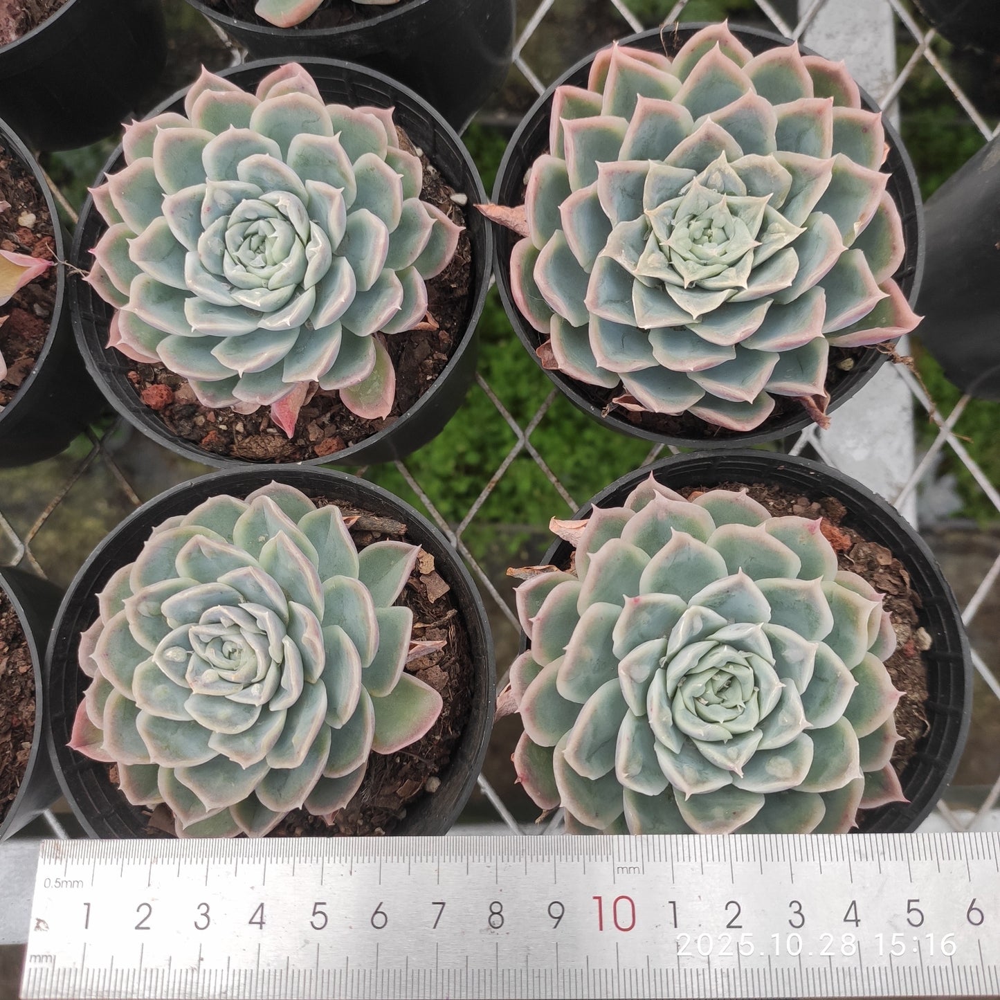 22216 Echeveria Ice Point (7cm pot size)
