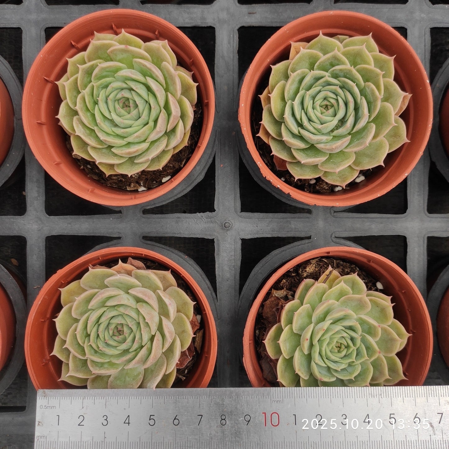 21853 Echeveria Onslow (9cm pot size)