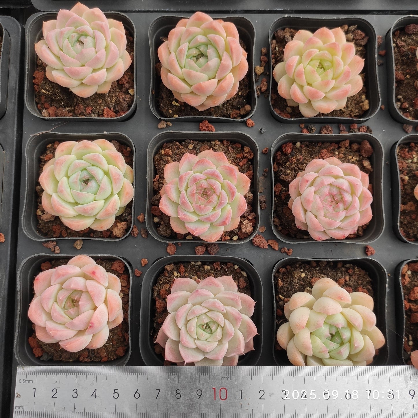 LMM314 Echeveria Cream Rose Hyb(6.5cm pot size)