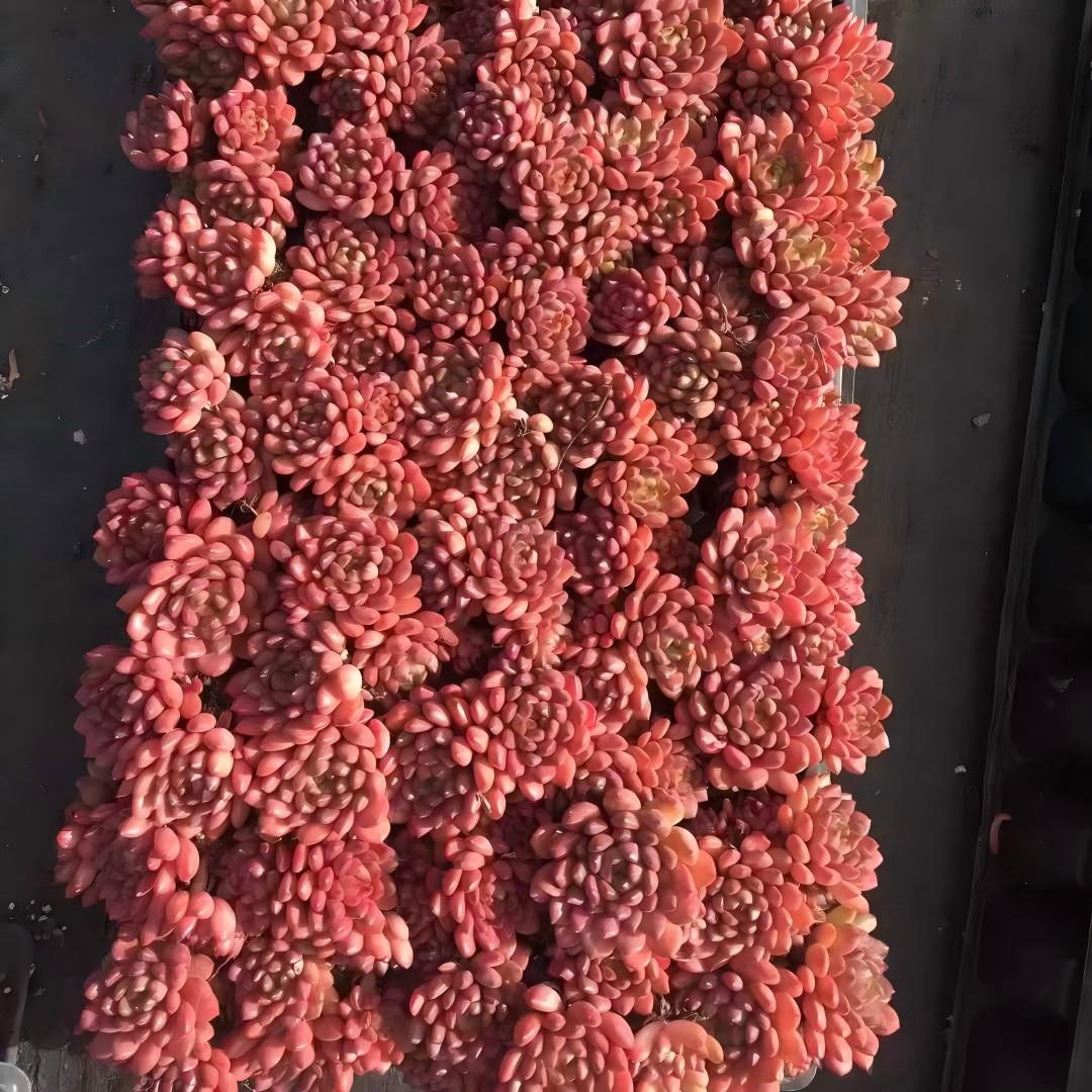 24496 Echeveria Pink Rubby (5cm pot size)