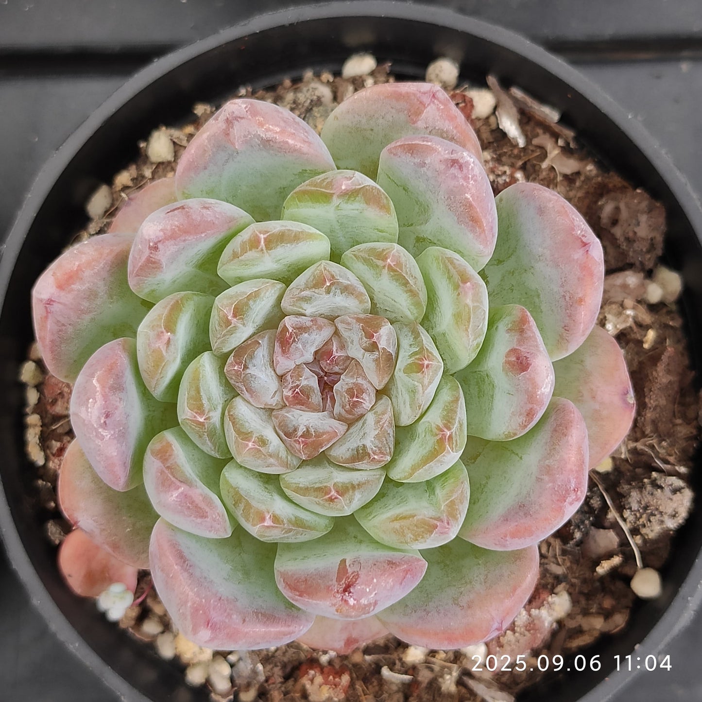 RC147 Echeveria Ice(9cm pot size)