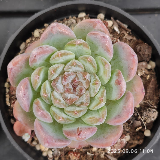 RC147 Echeveria Ice(9cm pot size)