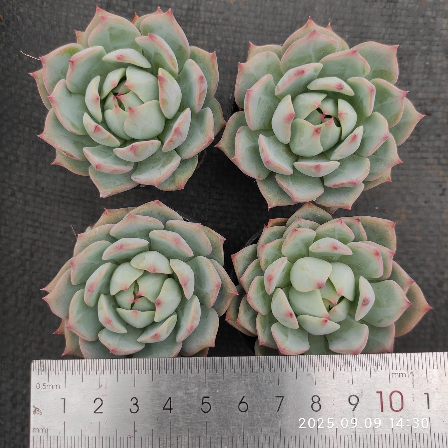 MMT791 Echeveria Prism(5.5cm pot size)