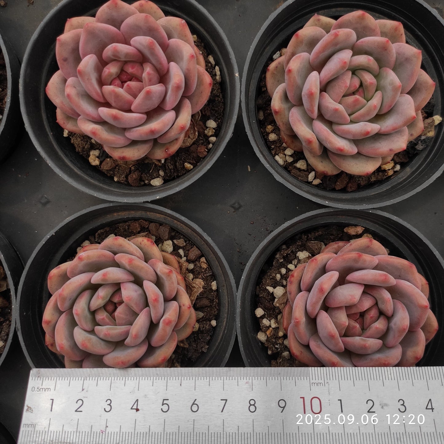 RC050 Echeveria Ariel(9cm pot size)