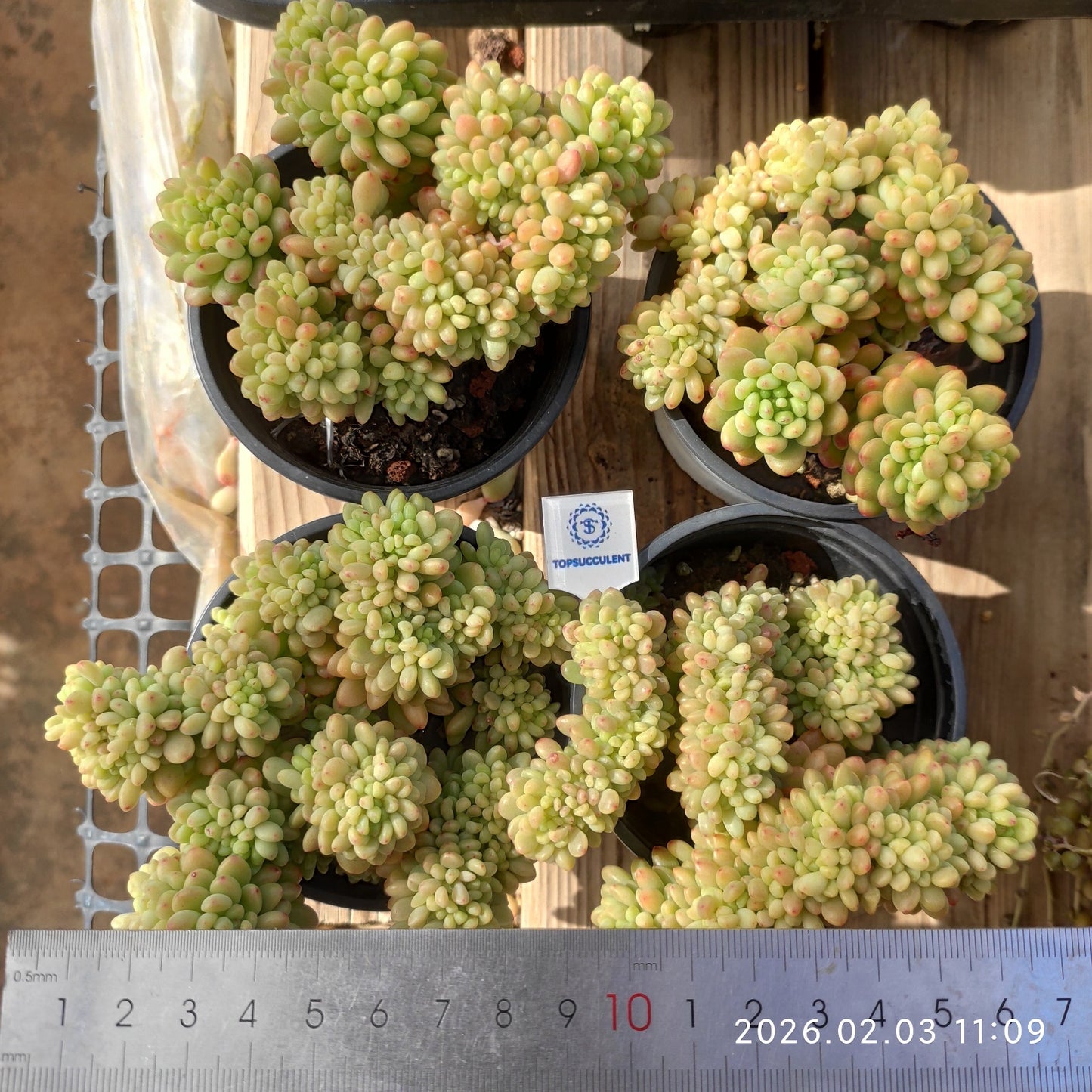 25601 Echeveria Shangri-La Cristata (9cm pot size)