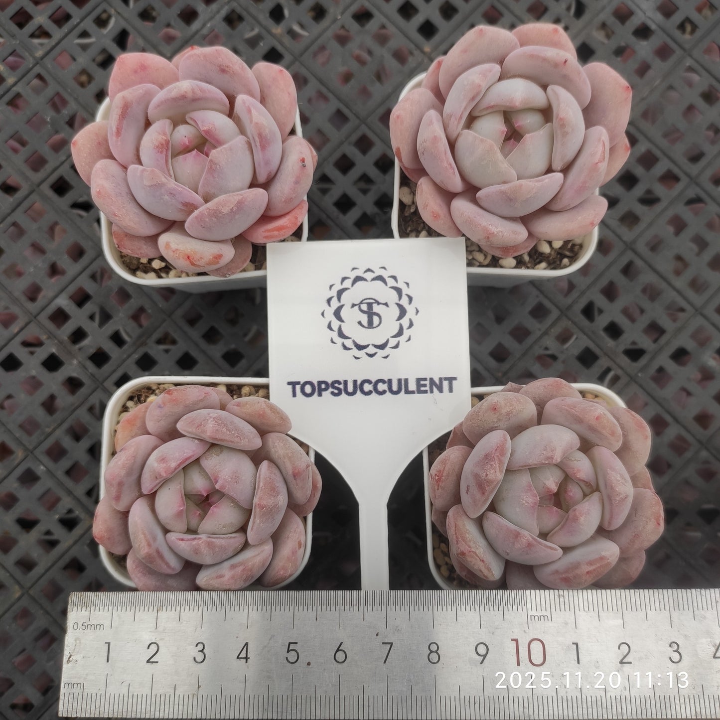 21896 Echeveria Orange Monroe Hyb (5.5cm pot size)