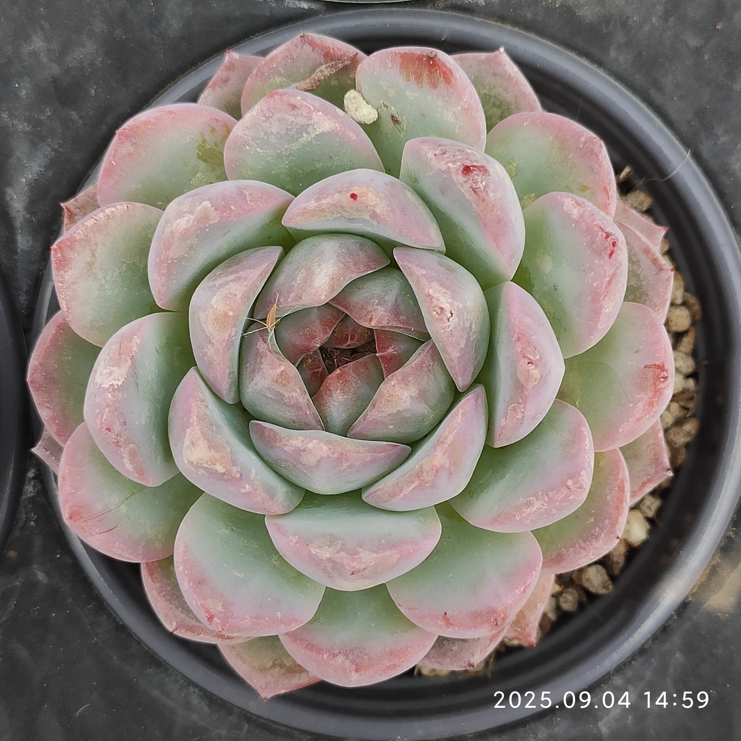 MMY1260 Echeveria Strawberry Almond(9cm pot size)