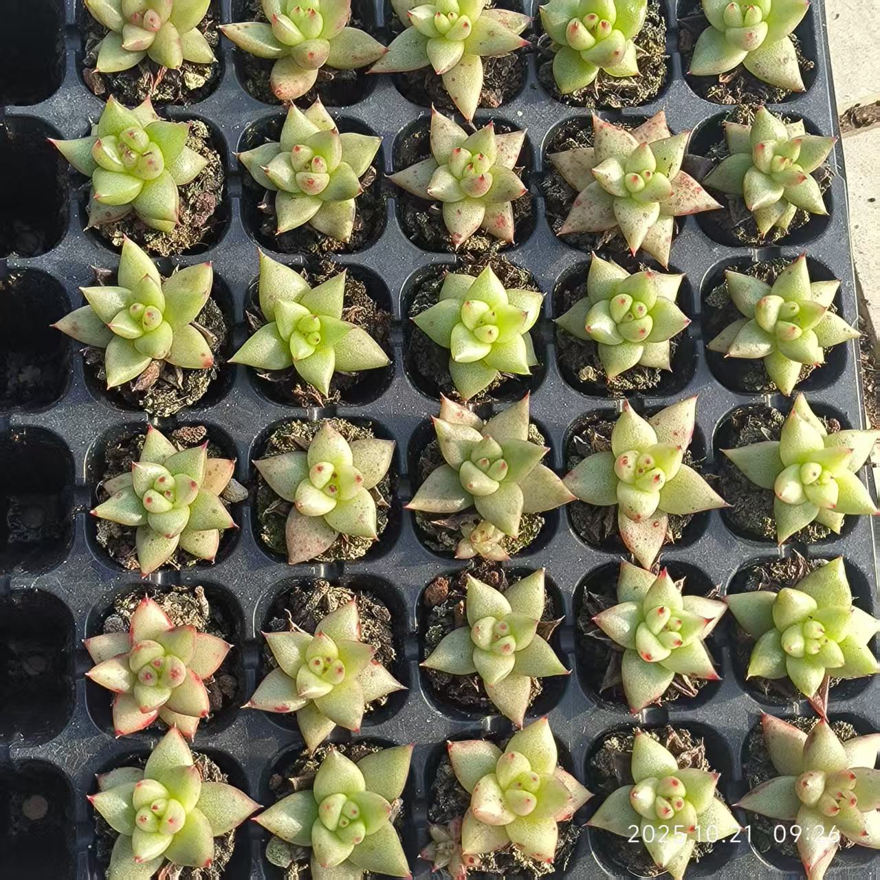 12862 Echeveria Gold Maria (3cm pot size)