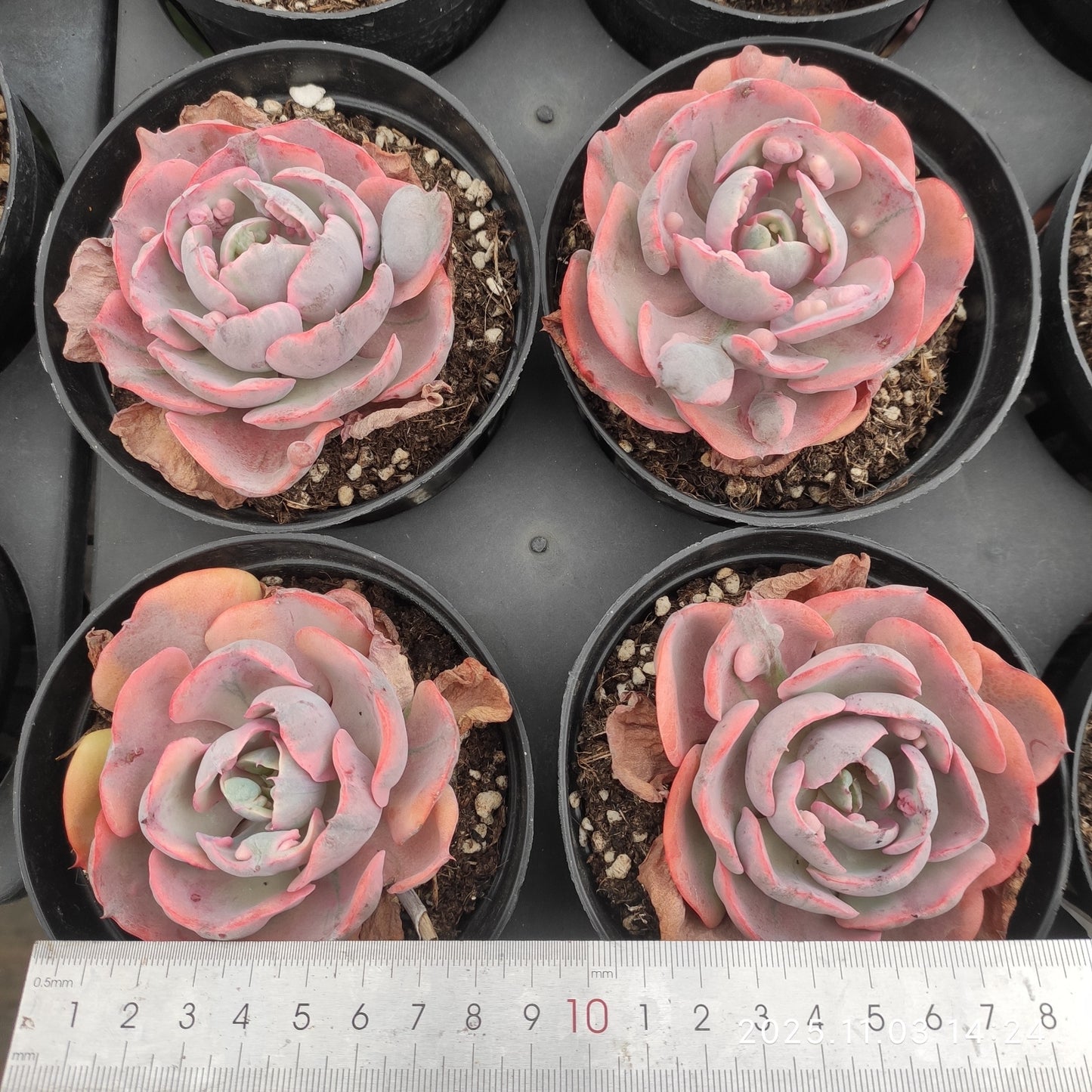 6433 Echeveria Rain Drops Variegated (11cm pot size)
