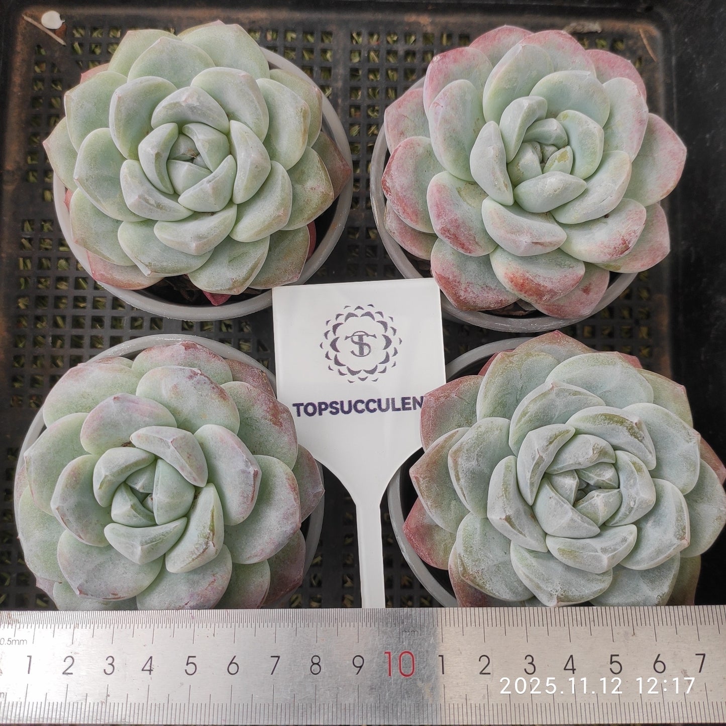 17454 Echeveria Ice Green (9cm pot size)
