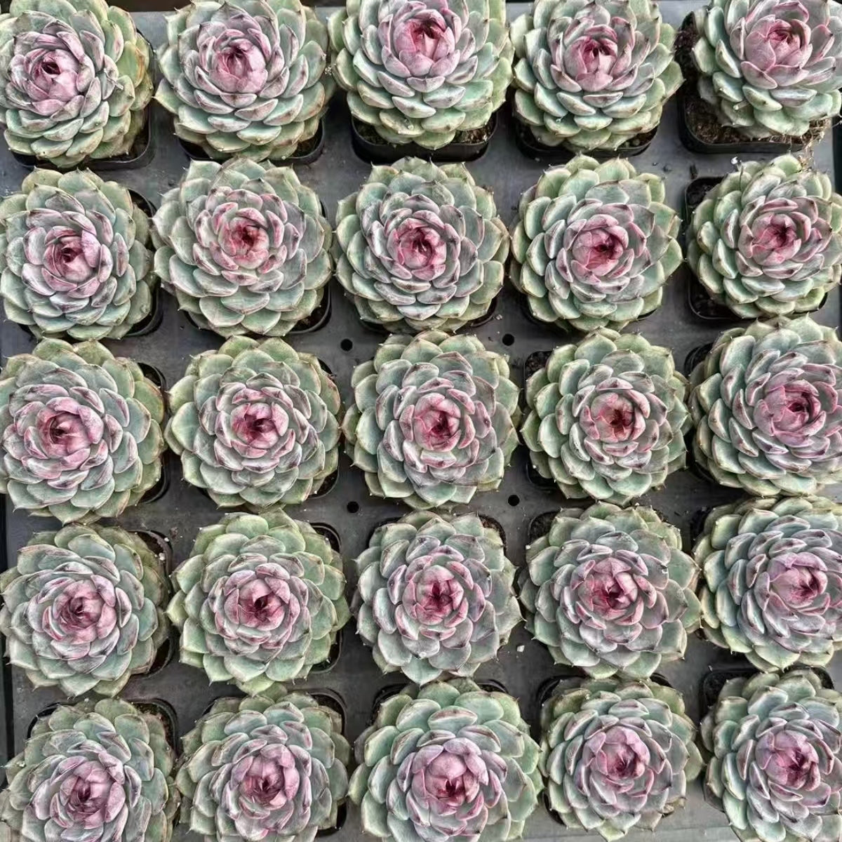 21477 Echeveria Dark Rhyme (7cm pot size)