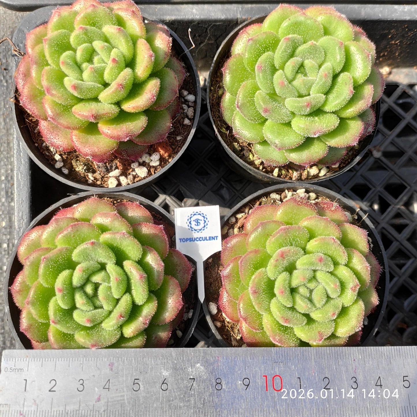 24722 Echeveria Carol (9cm pot size)