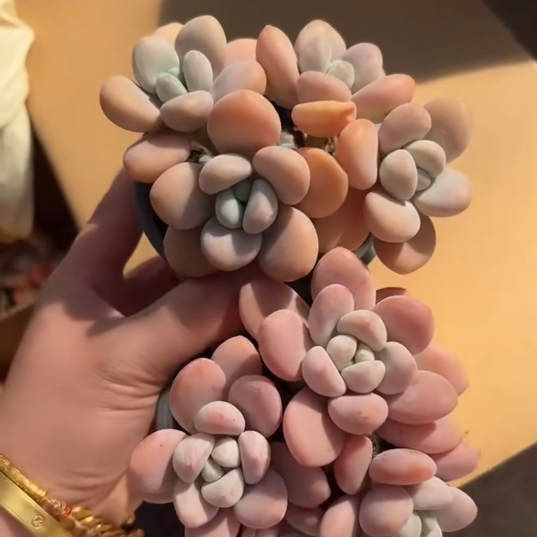 23918 Echeveria Legend (9cm pot size)