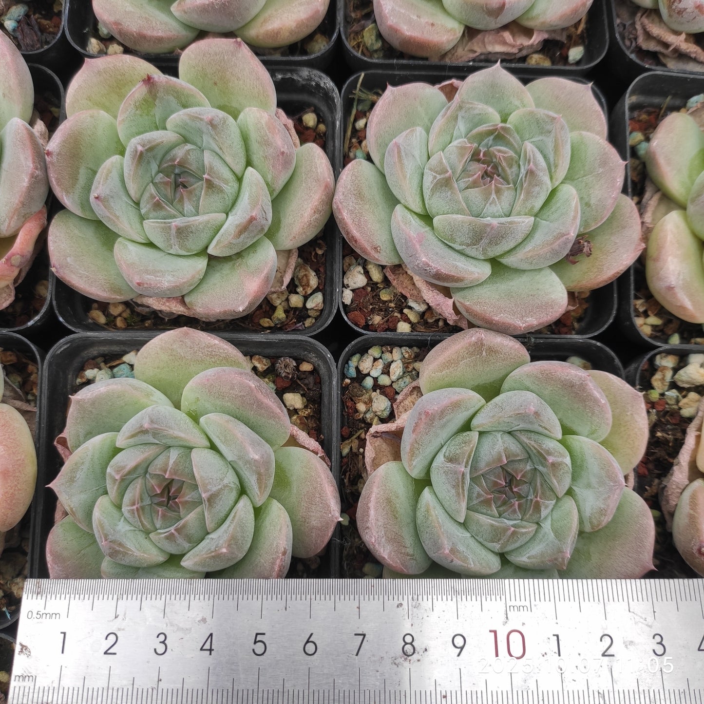 XQ1453 Echeveria Thick Monroe Hyb(7cm pot size)
