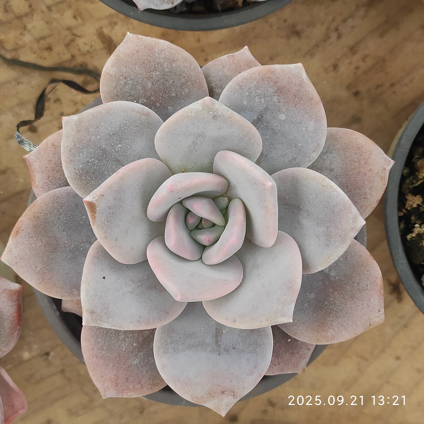 ZX340 Echeveria Sakura Snow(9cm pot size)