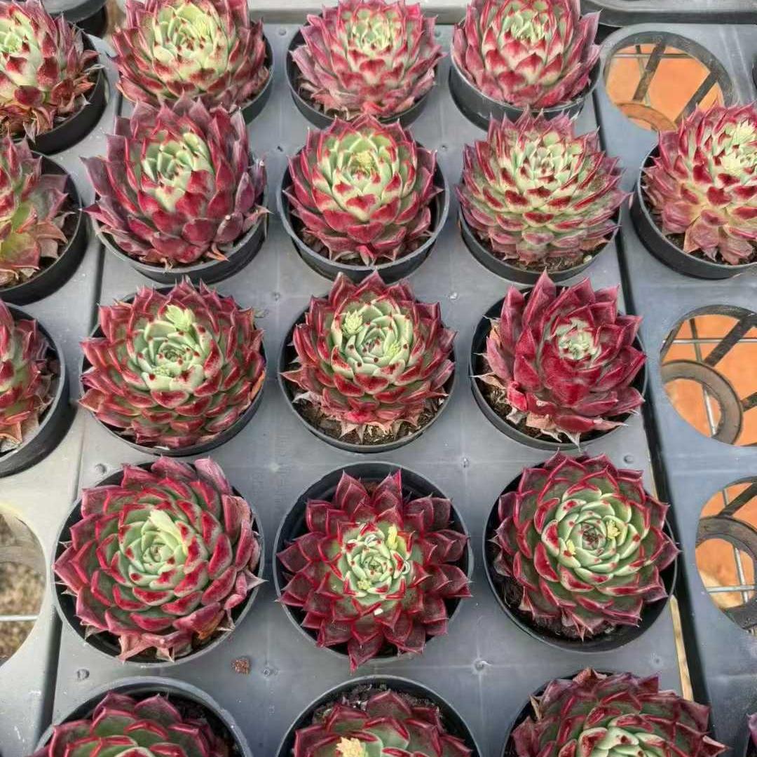 21409 Echeveria Black Night (9cm pot size)