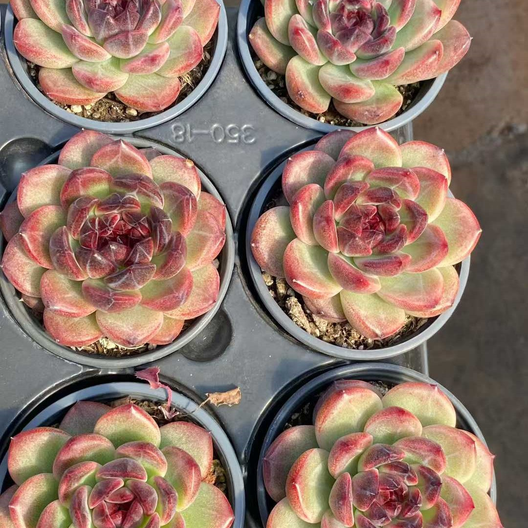 15427 Echeveria Deep Forest (9cm pot size)