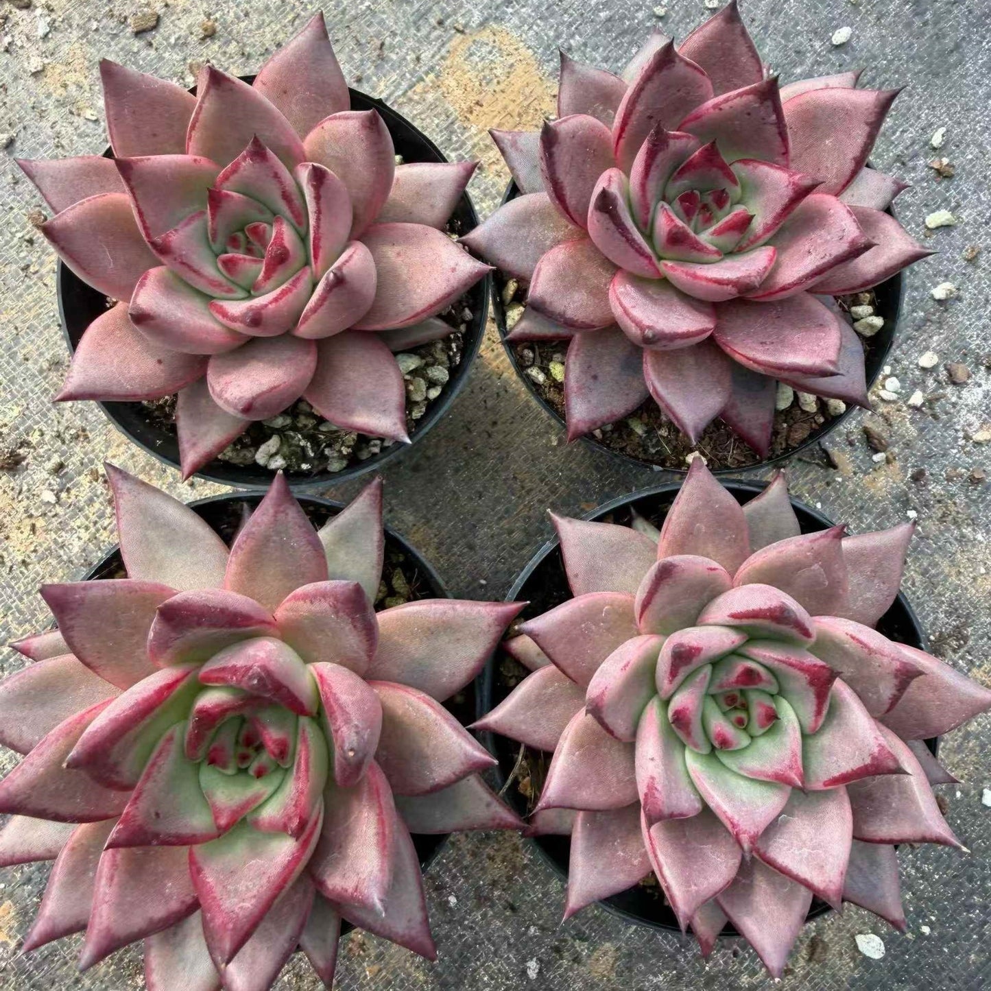 24066 Echeveria Blood Romeo (9cm pot size)
