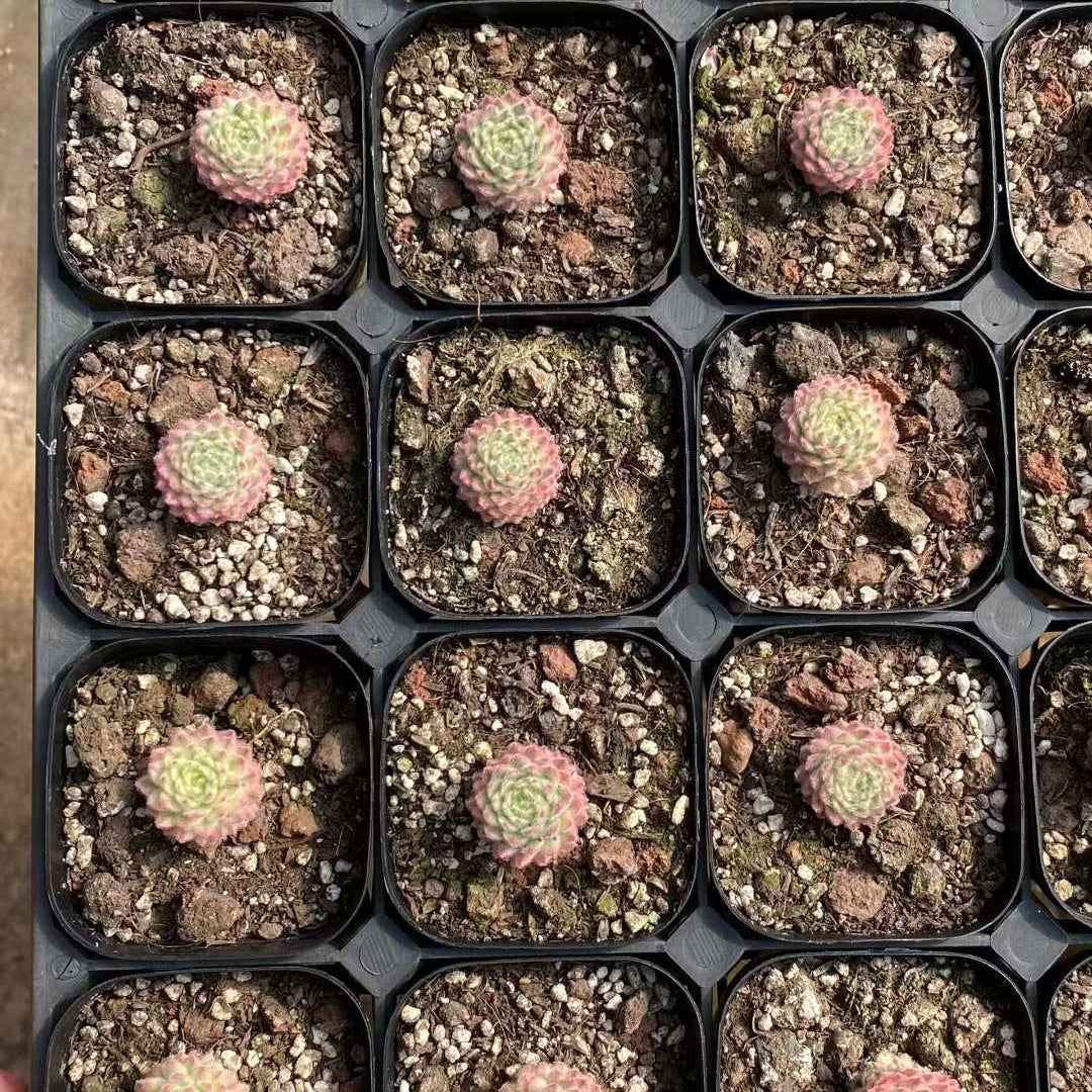 22742 Sempervivum arachnoideum x Sempervivum SP. Variegated (6.3cm pot size)