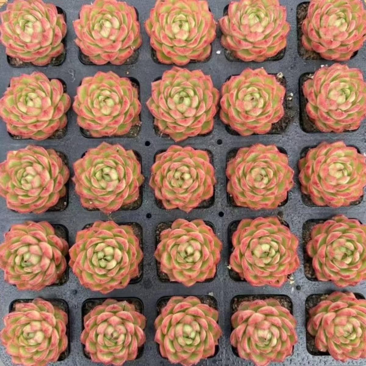 21474 Echeveria Moonlight Box (7cm pot size)