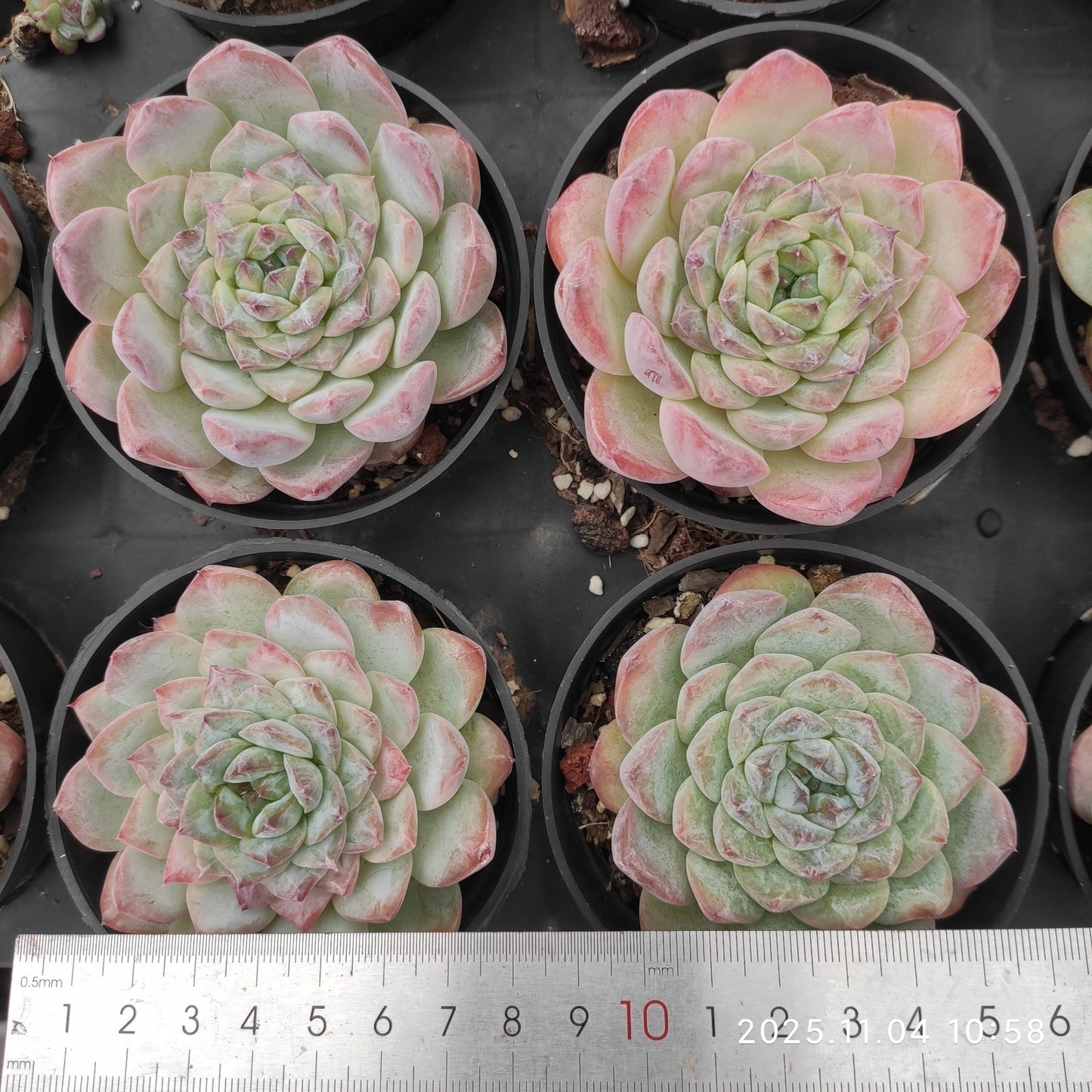 20770 Echeveria Ice (9cm pot size)