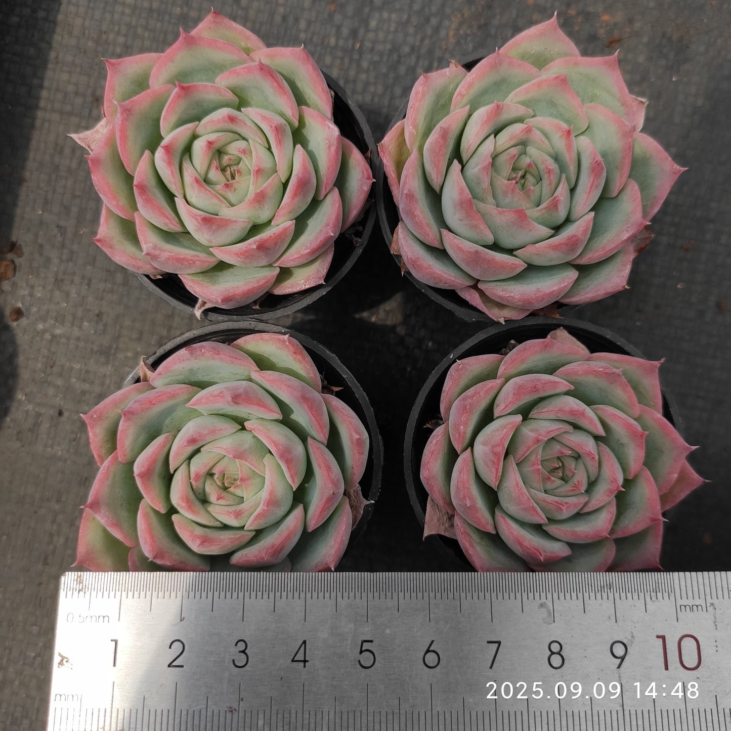 MMT803 Echeveria Silhouette(5.5cm pot size)
