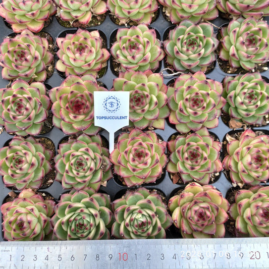 24402 Echeveria Moon Stone (5cm pot size)