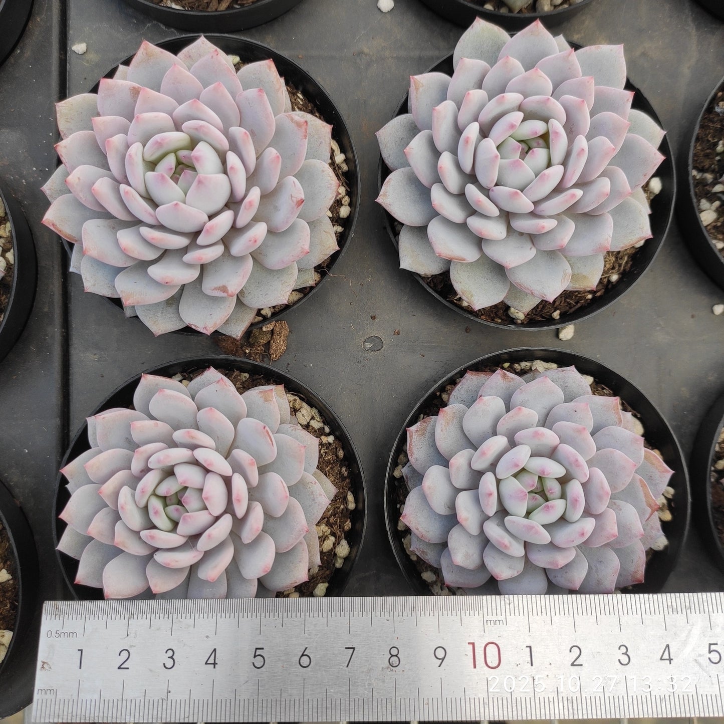 21798 Echeveria Jade Monroe (9cm pot size)