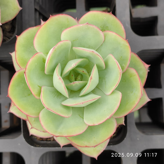 MMT273 Echeveria Paramela(7cm pot size)
