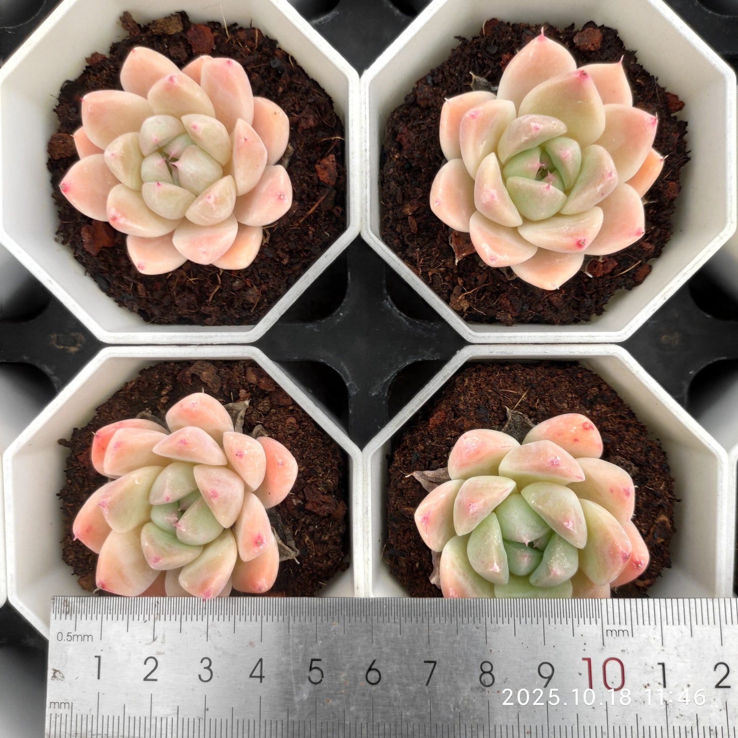 YBB136 Echeveria Dream Suit(7cm pot size)