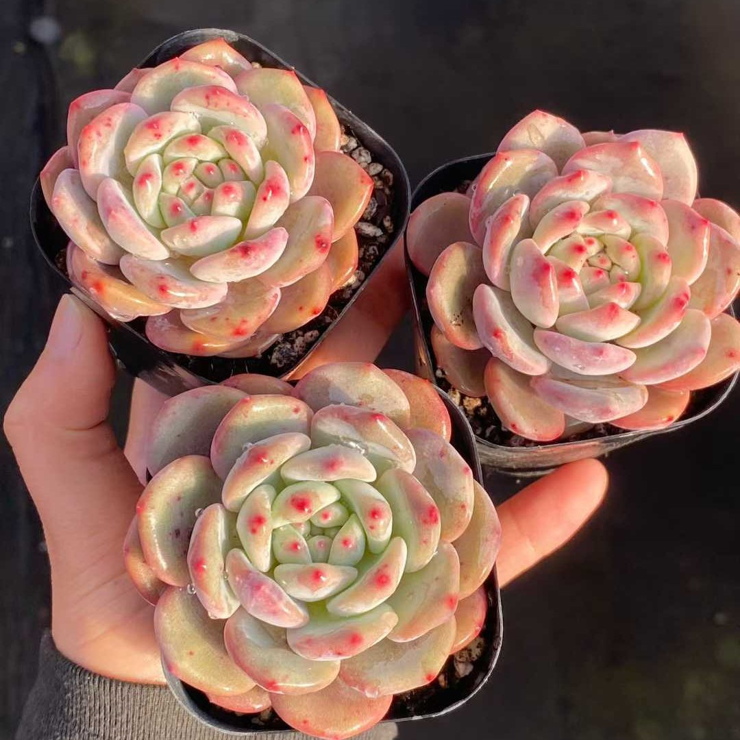 24832 Echeveria Ariel (6.3cm pot size)
