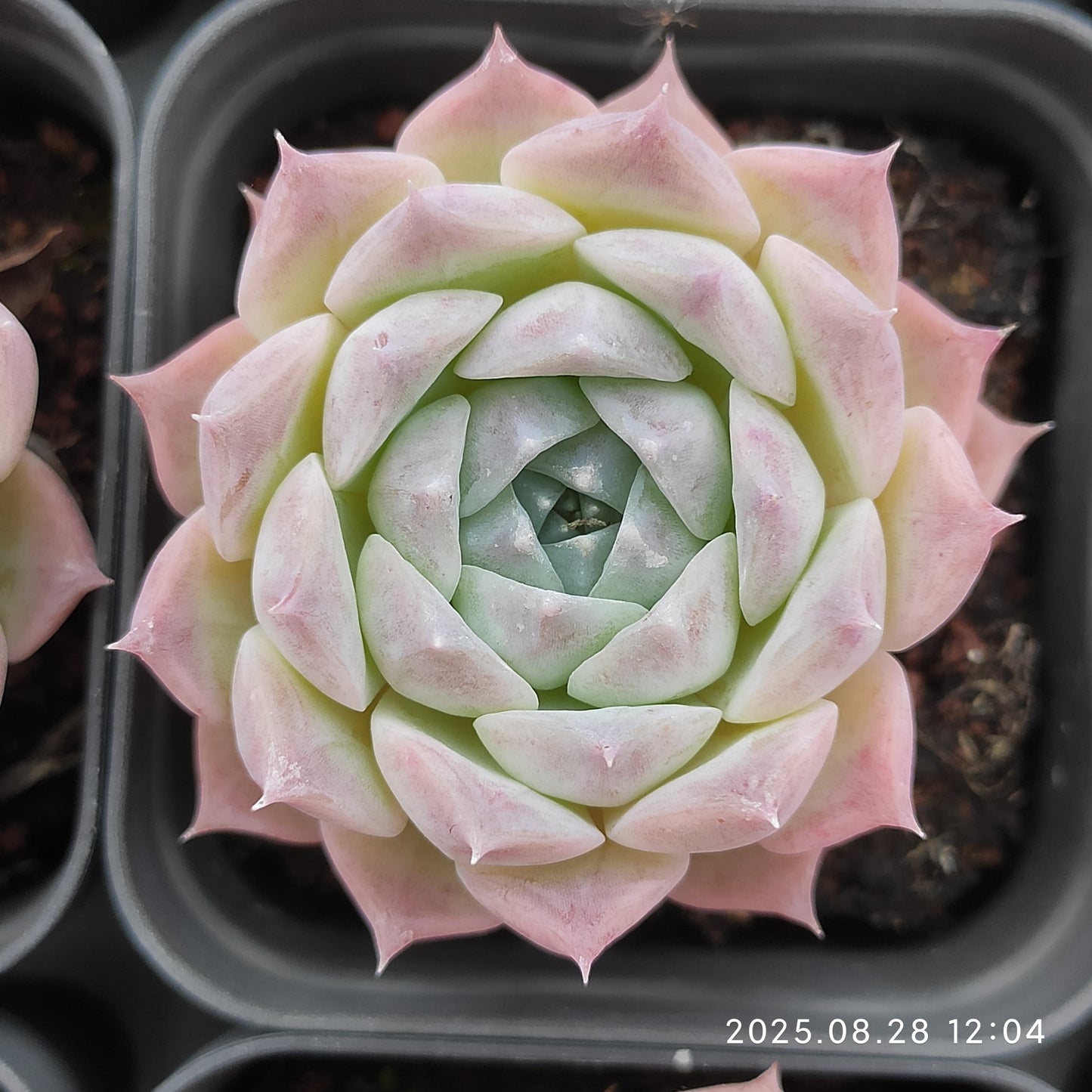 YBB037 Echeveria Rosalia(5.5cm pot size)