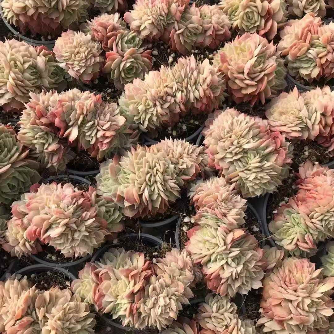 25795 Echeveria Onslow Cristata (9cm pot size)