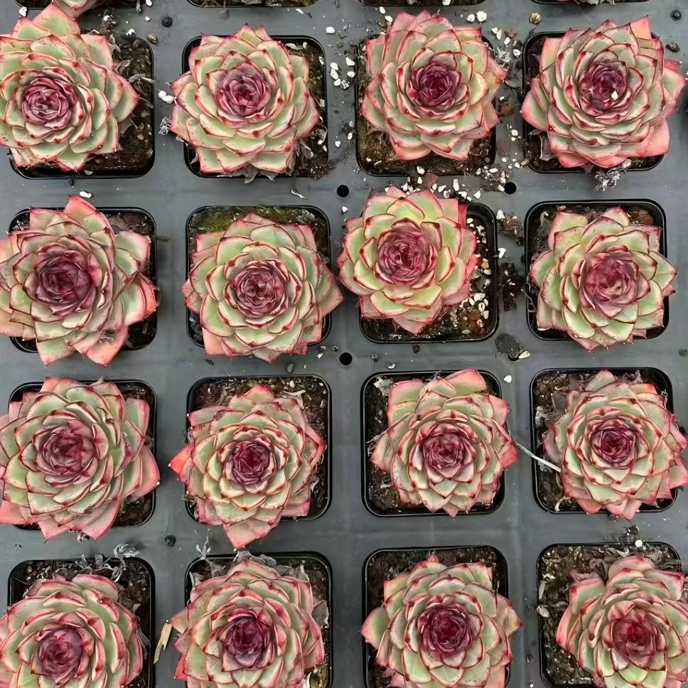 21268 Echeveria Black Shadow (6cm pot size)