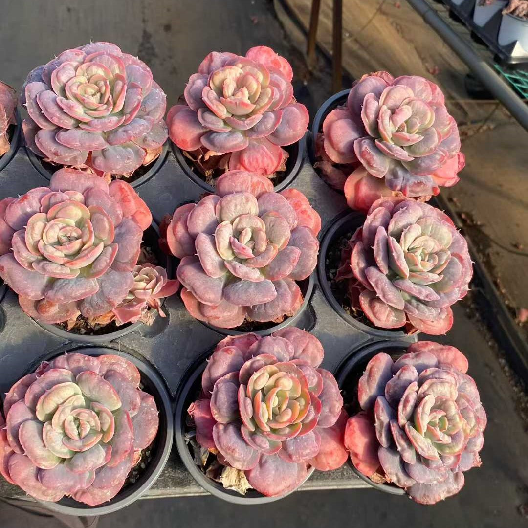 24842 Echeveria Rain Drops (9cm pot size)