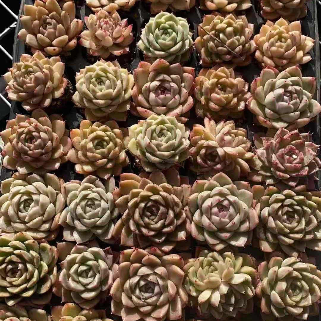 23584 Echeveria Malgan Hyb (3cm pot size)