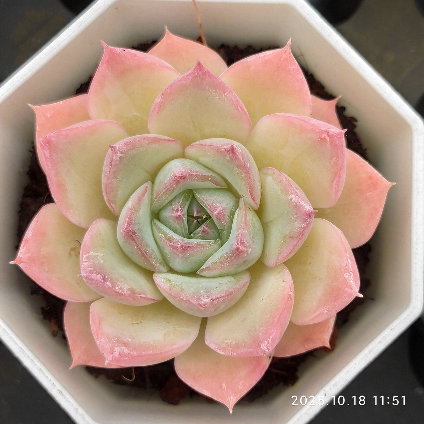 YBB023 Echeveria Pink Crystal Rose(7cm pot size)