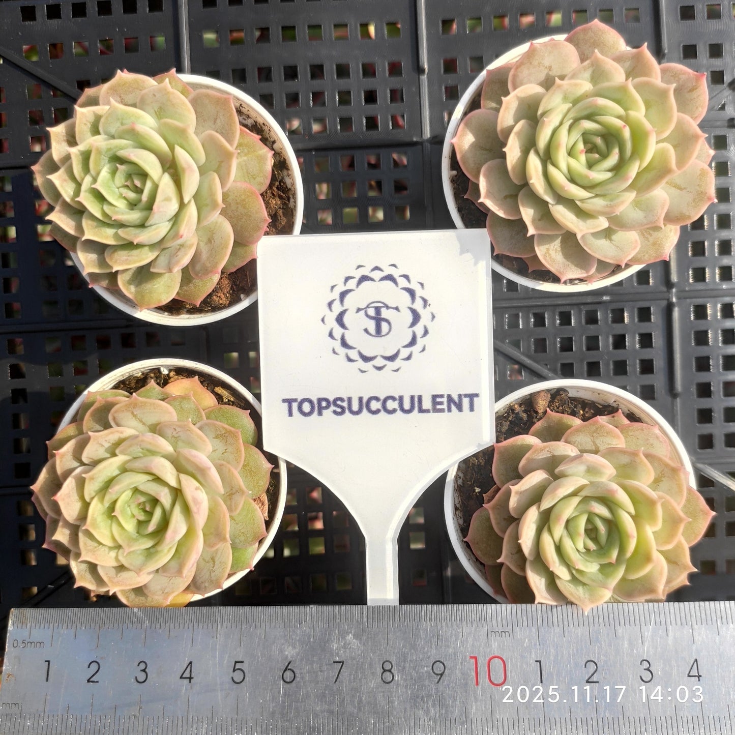 19021 Echeveria Onslow (5.5cm pot size)