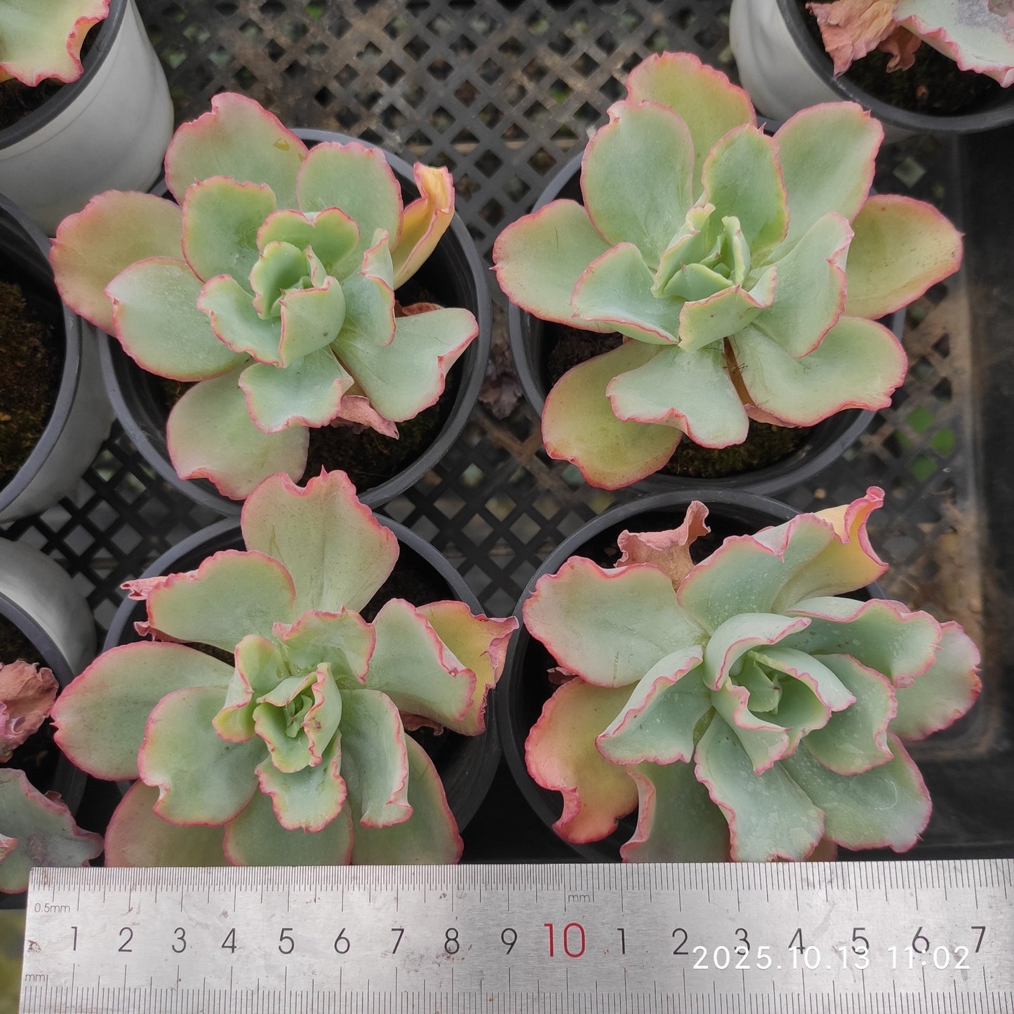 QN845 Echeveria Aquarius(9cm pot size)