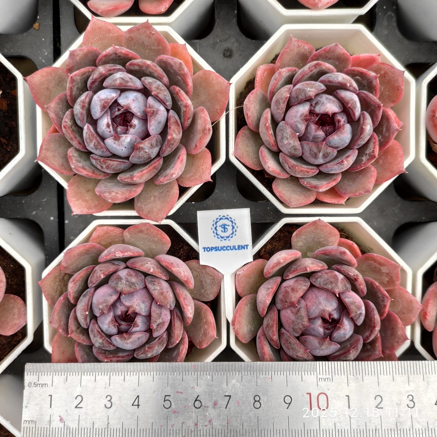 21550 Echeveria Cheese Blueberry (7cm pot size)