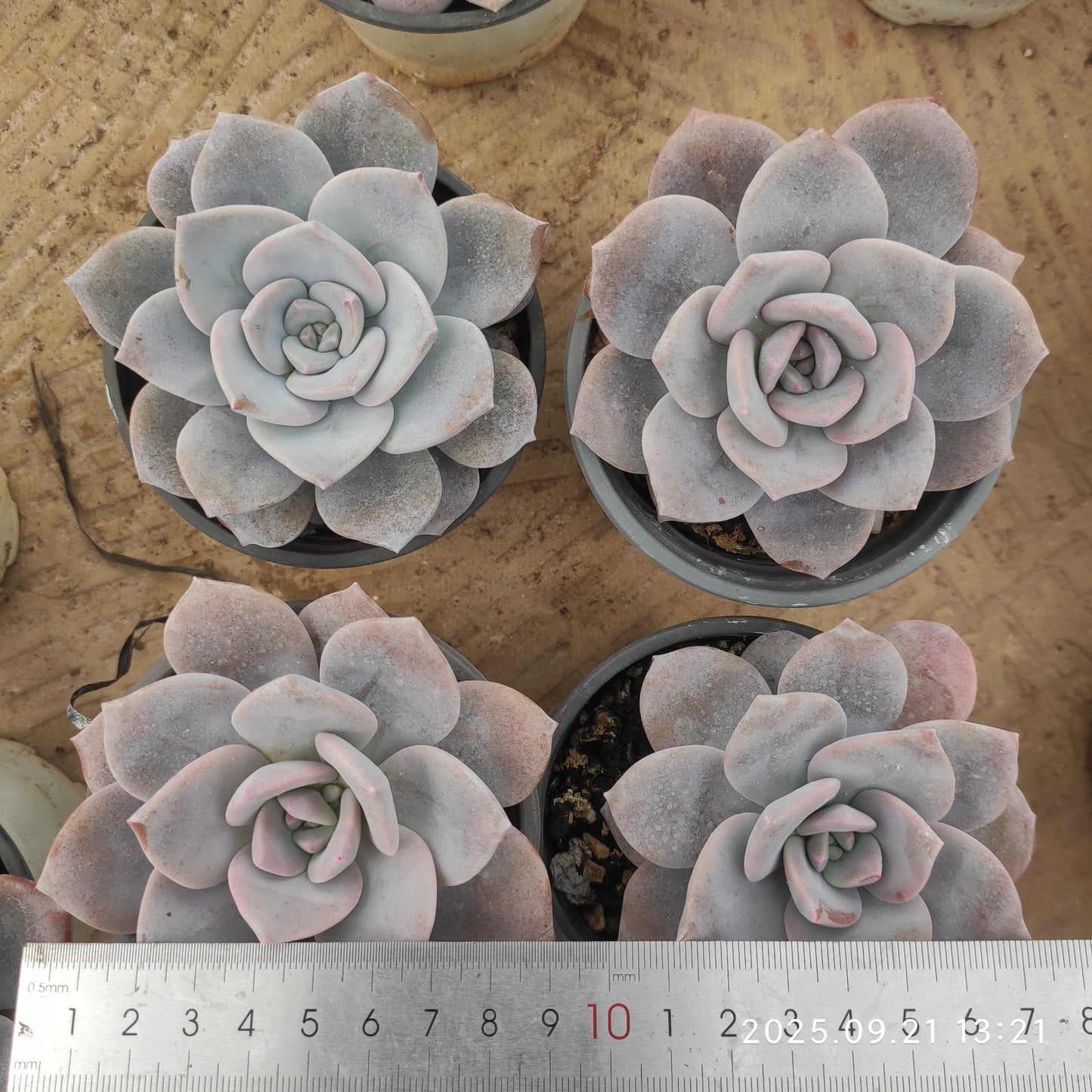 ZX340 Echeveria Sakura Snow(9cm pot size)