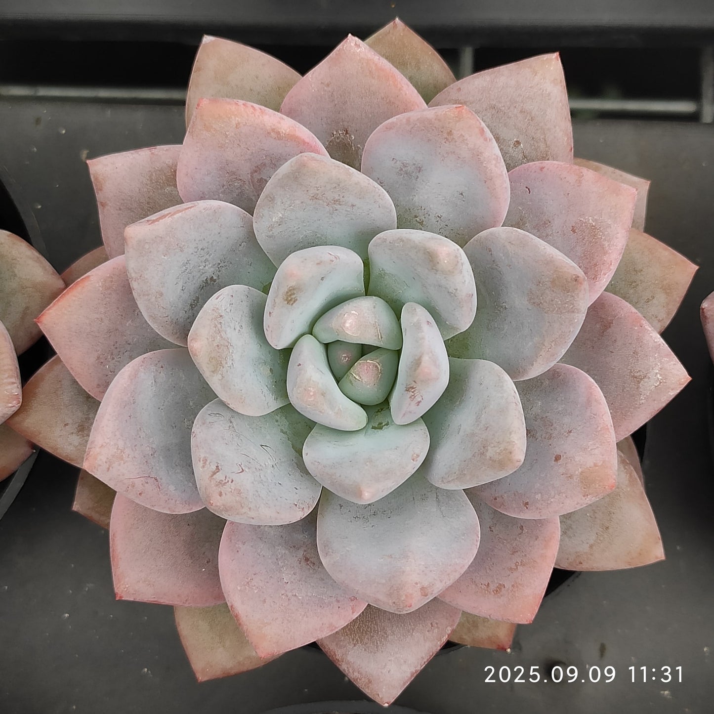 MMT783 Echeveria OP Ice Green(9cm pot size)
