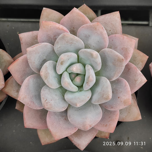 MMT783 Echeveria OP Ice Green(9cm pot size)