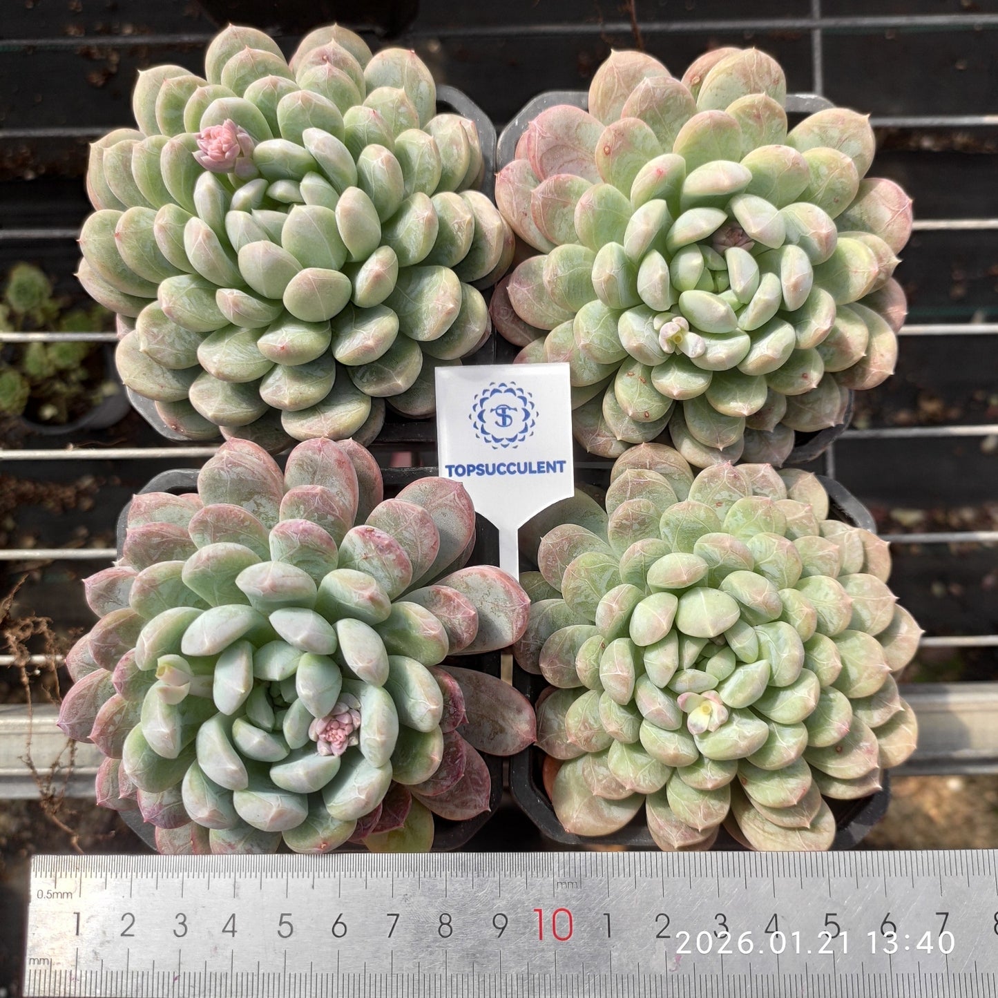 22511 Echeveria Patek Emerald (9cm pot size)